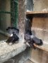 Магнитогорски руски гълъби , снимка 11