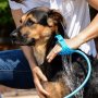 Hand Pet Washer – Уред за къпане на кучета, котки, коне и други животни