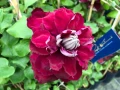 Clematis Red Star (Клематис Червена звезда), снимка 1