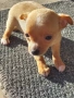 момиченце мини пинчер , снимка 2