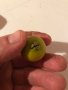 Лимонова гуава, Yellow strawberry guava,семена, снимка 5