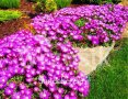 Делосперма, снимка 1 - Градински цветя и растения - 26452073