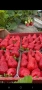 Ягоди сорт Клери, снимка 1