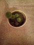 Кактус, снимка 1 - Стайни растения - 43047094