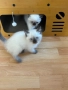 Породисто котенце, снимка 10