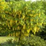 Златен дъжд (Laburnum anagyroides), снимка 6