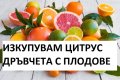 Купувам големи цитрусови дръвчета с плодове Лимон , Портокал , Грейпфурт и други, снимка 1 - Градински цветя и растения - 43066130
