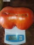 Семена домати и други зеленчуци , снимка 6