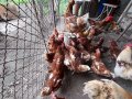 Продавам оплодени яйца от кокошки брама, снимка 5