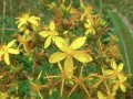 Висококачествени семена от жълт кантарион 2000 бр. семена билка антидепресант медоносно растение за , снимка 9