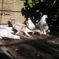 Къдрави гълъби , снимка 1 - Гълъби - 37354073