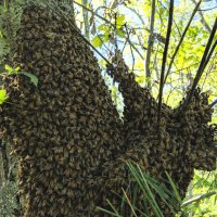 Хващане на пчели / Улавяне на пчелни рояци, снимка 2 - Други животни - 37159467