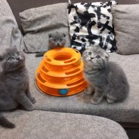 Шотландски клепоухи котенца на 2 месеца, снимка 12 - Британска късокосместа - 39100170