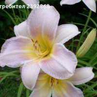 Хемерокалис, снимка 5 - Градински цветя и растения - 28315438