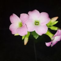 Каланхое - бледо розово, снимка 1 - Стайни растения - 43570683