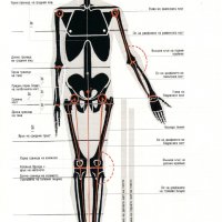 Човешкото тяло Учебник по пластична анатомия Годфрид Бамес , снимка 5 - Енциклопедии, справочници - 28089549