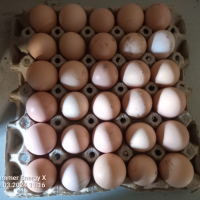 Продавам домашни яйца , снимка 5 - Кокошки и пуйки - 44862119