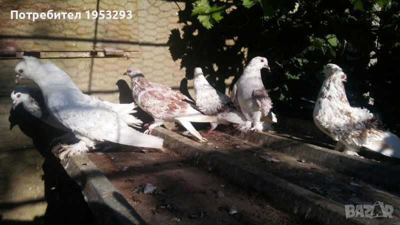 Продавам  Къдрави гълъби , снимка 1