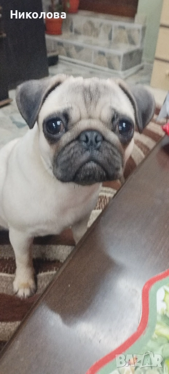 Мопс, снимка 1