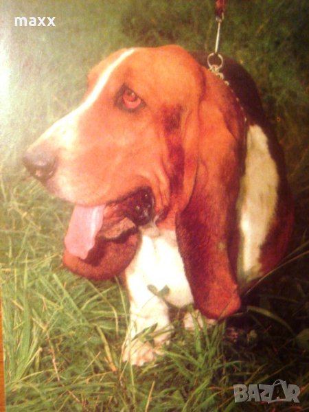 Картичка куче 4, снимка 1