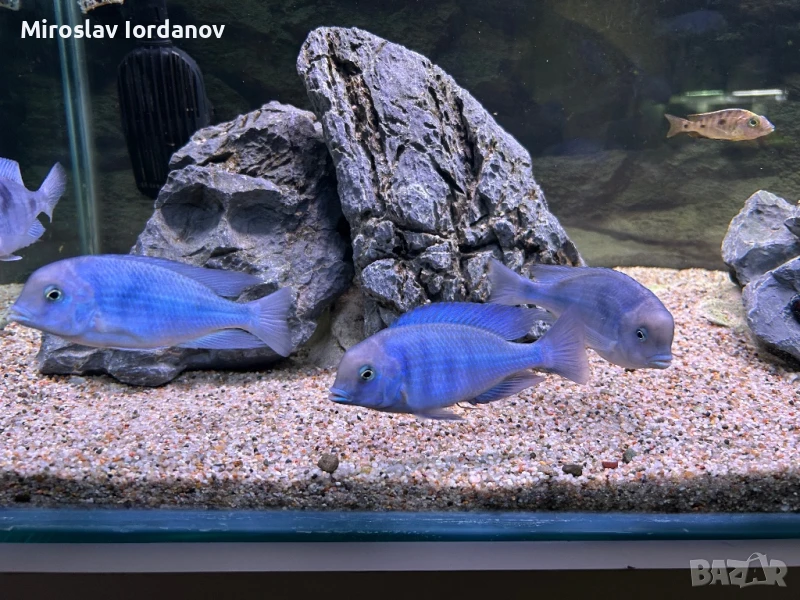 Африкански цихлиди Син Делфин развъдна група, снимка 1