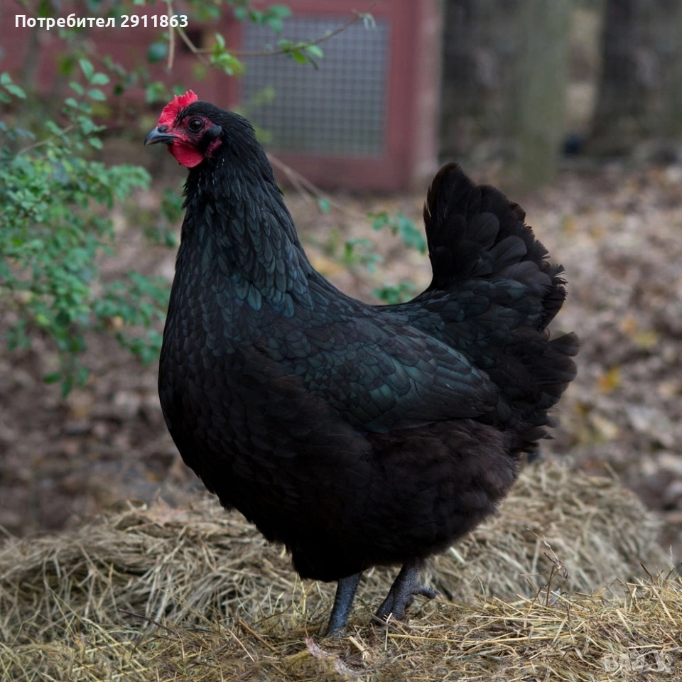 Снасящи кокошки Астралорп на седем месеца обл.Хасково и Кърджали , снимка 1