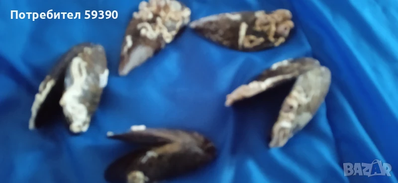 Мидени черупки от Италия , снимка 1