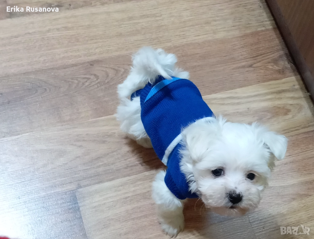 Малтийска мини болонка , снимка 1