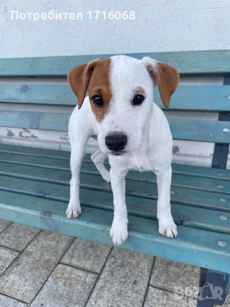 Джак Ръсел/Парсън Териер, снимка 1