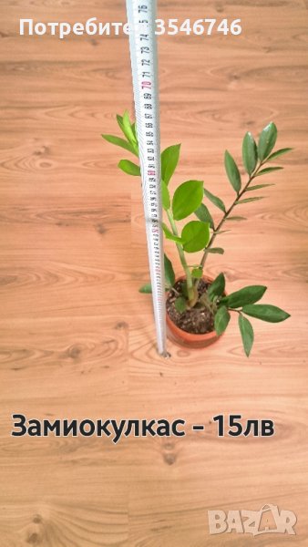 Замиокулкас , снимка 1