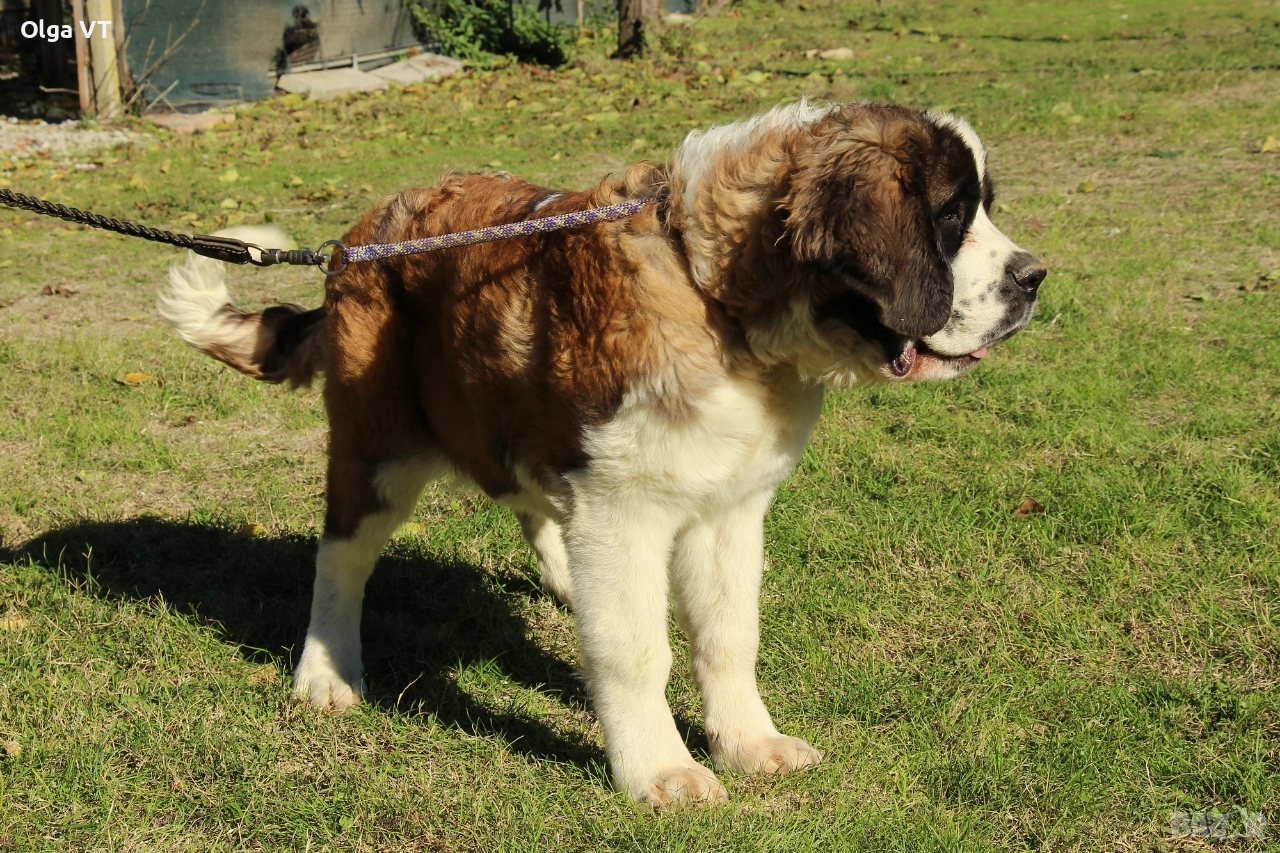 Женски Санбернар, снимка 1