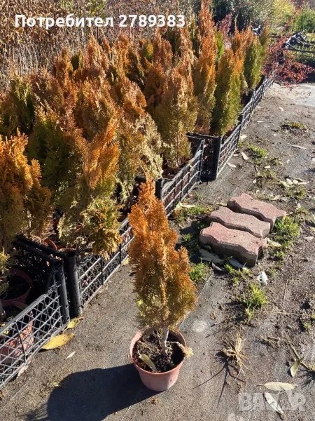 Туя ауреа нана, снимка 1