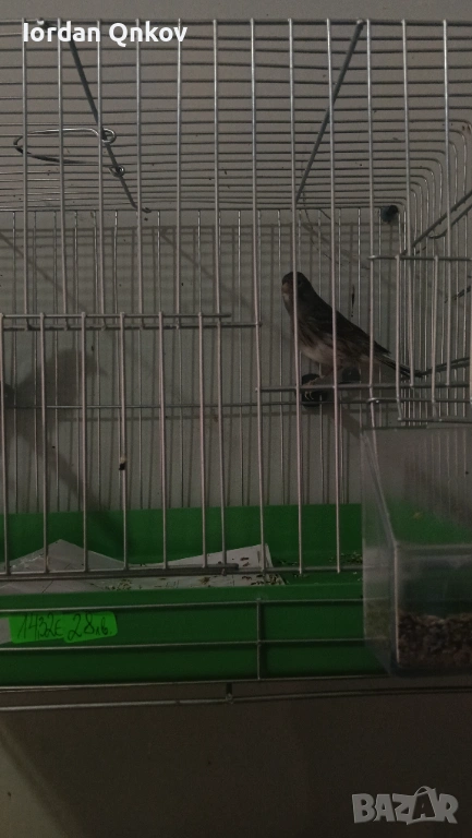 Продавам женски канар, снимка 1