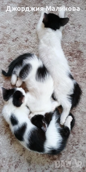 Подарявам котенца , снимка 1