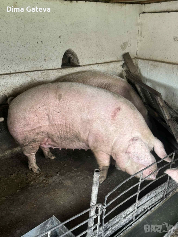 Майки за клане, снимка 1