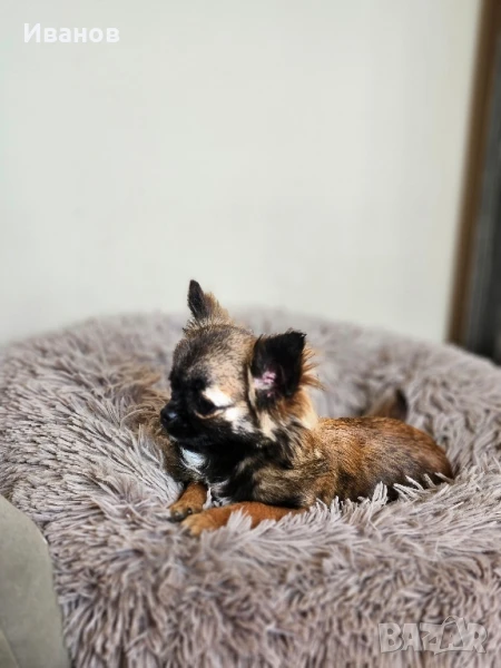 Чихуахуа мини момче, снимка 1