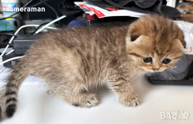 Шотландска клепоуха- Златна чинчила, снимка 5 - Чинчили - 53394566