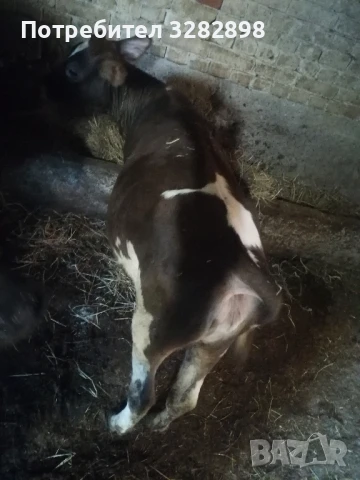 свободни телета и едно биволче , снимка 5 - Други - 51358292