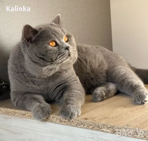 Чистокръвен мъжки британец за разплод, снимка 3 - Търси партньор - 41953795