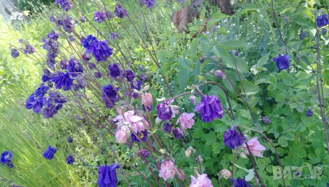 камбанки, снимка 5 - Разсади - 49673367