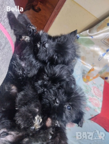 Мини Цверк шнауцер , снимка 10 - Други - 52958340