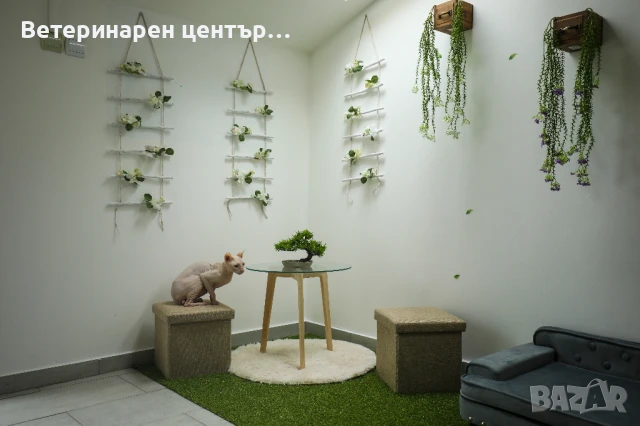 Хотел за котки Уговет , снимка 14 - Ветеринари и услуги - 49763338