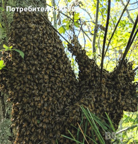 Хващане на пчели / Улавяне на пчелни рояци, снимка 2 - Други животни - 37159467