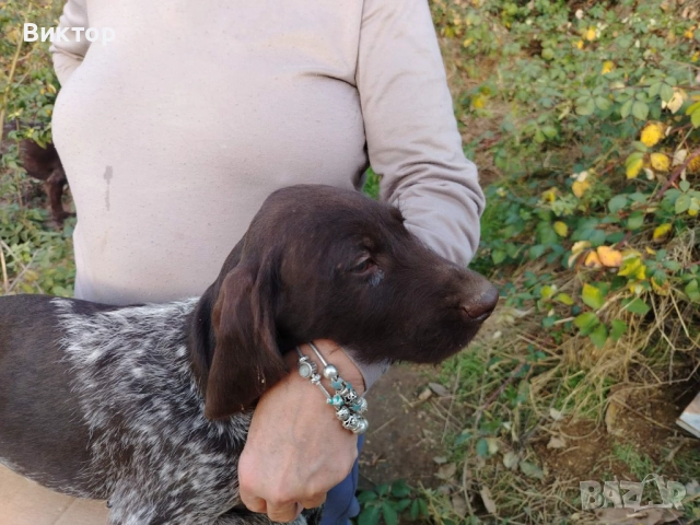 Продавам дратхаарчета , снимка 4 - Дратхаар - 49896713