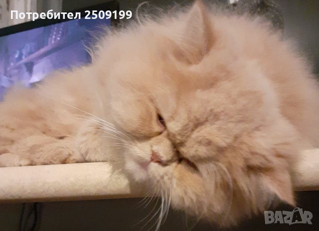Женска персииска котка търси партньор, снимка 12 - Персийска - 42976080