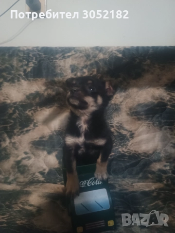 Свободни момчета чихуахуа , снимка 11 - Чихуахуа - 52656105