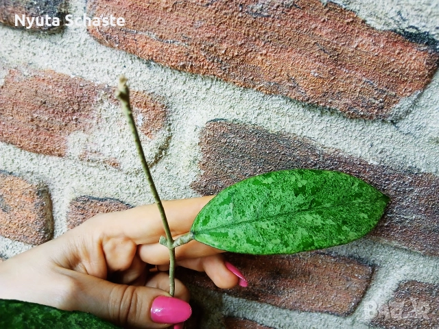 Хоя. Hoya Bahoi , снимка 2 - Стайни растения - 52629375