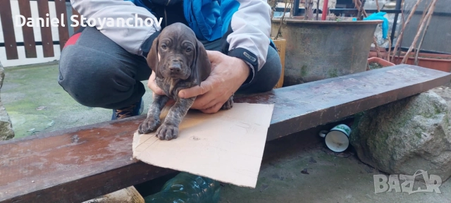 Чистокръвни курцхаари , снимка 7 - Курцхаар - 52946830