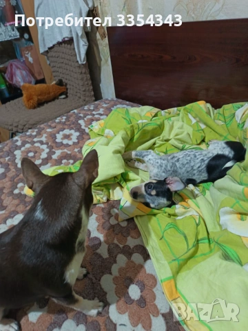 Чихуахуа с паспорт и вакини две, снимка 9 - Чихуахуа - 53114756