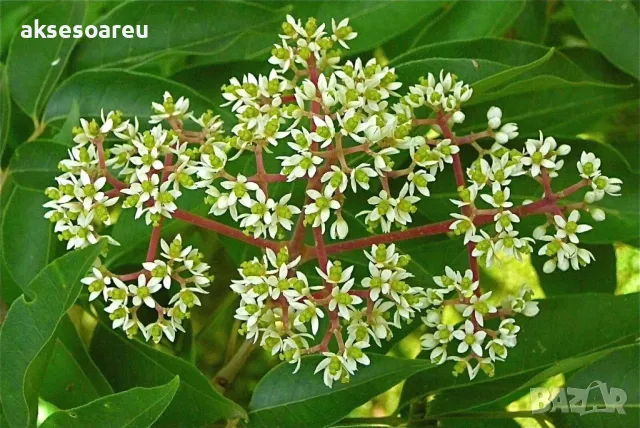 Продавам фиданки от медоносното дърво на пчеларя Еводия Даниели разсад дръвчета Еводиа за медосбор, снимка 18 - Разсади - 49271516